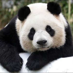 Meet your Posher, Jesse